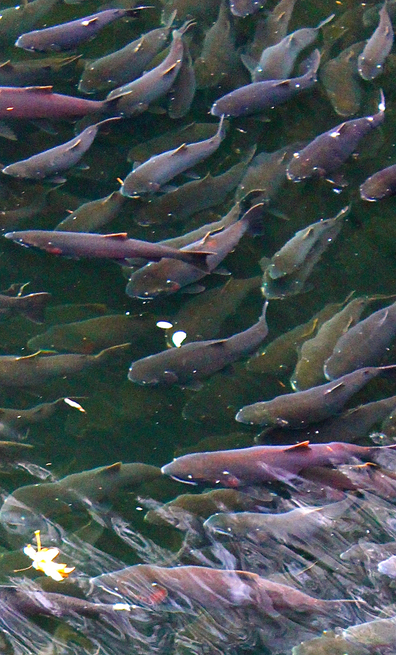 Salmon_Stan Robinson
